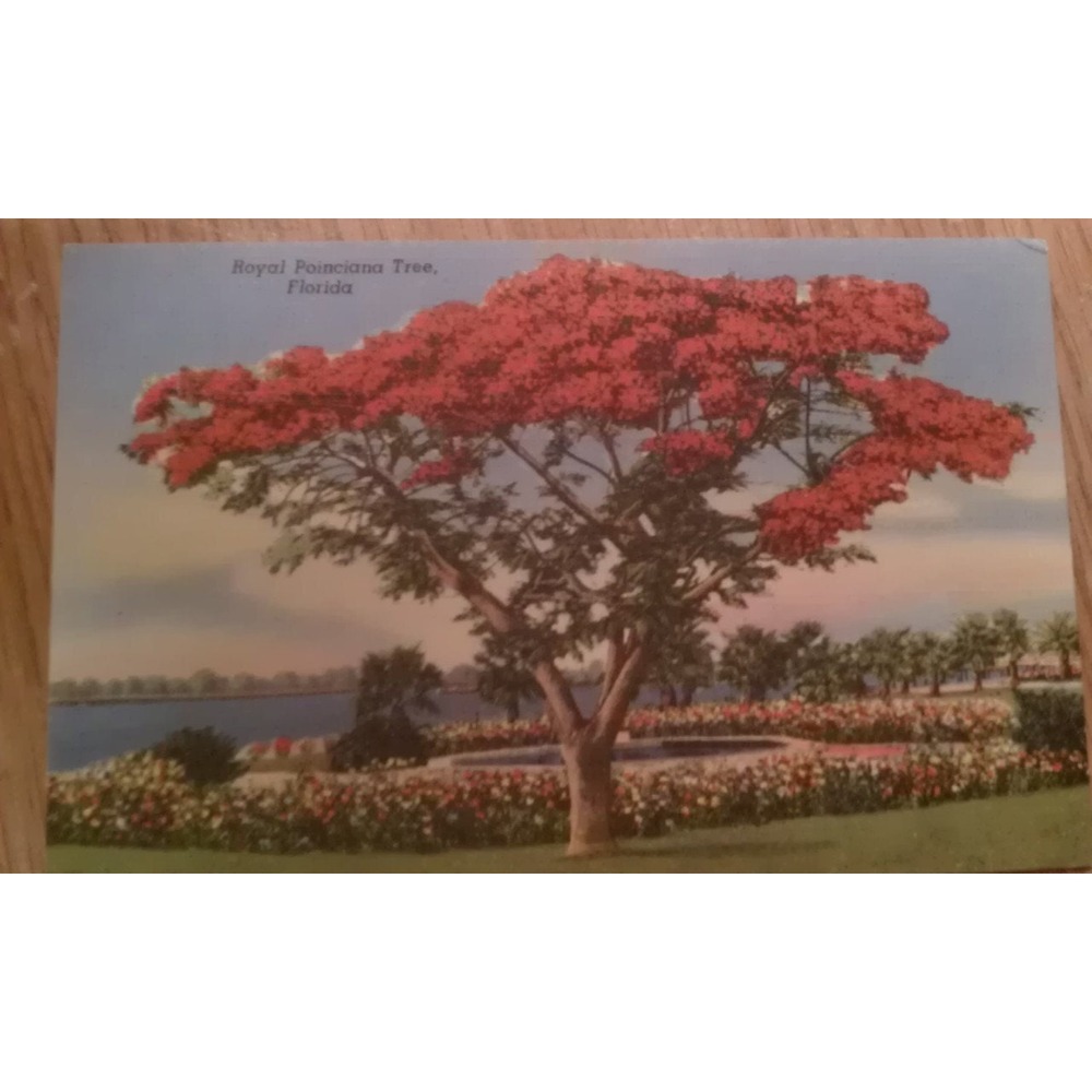 Vintage Florida poinciana tree postcard ephemera memorabilia